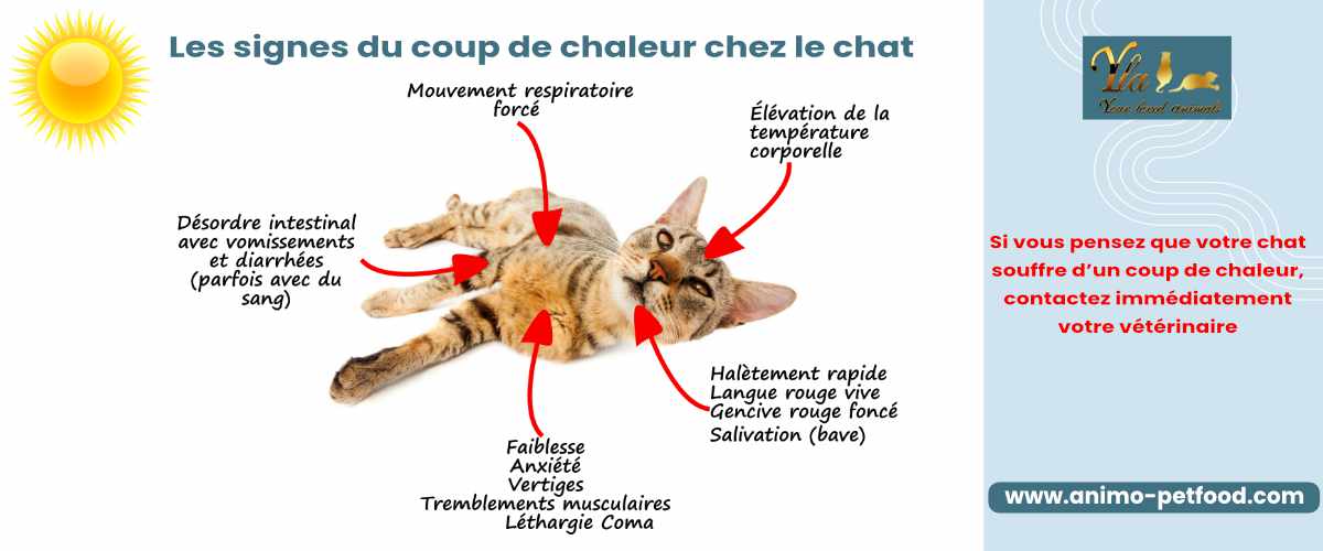 signes du coup de chaleur chez le chat